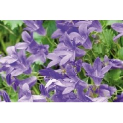Campanula Poscharskyana B6G8