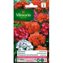 VILMORIN GERANIUM Cricket...