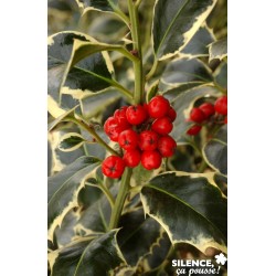 Ilex Aquifolium...