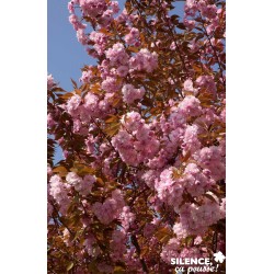 Prunus Kanzan Tfe-C4.5L