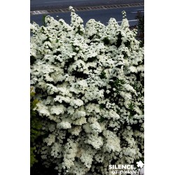 Spiraea Nipponica Snowmound...