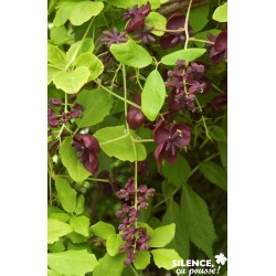 Akebia Quinata Palis-C4L