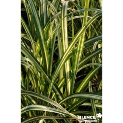 Miscanthus...
