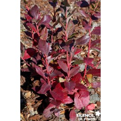 Myrtillier Corymbes Patriot...
