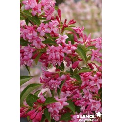Weigela Stelzneri Tfe-C4.5L
