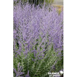 Perovskia Atriplicifolia...