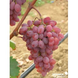 Vigne Katharina Cov...
