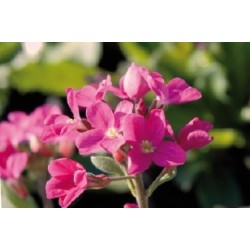 Arabis Blepharophylla Rge...