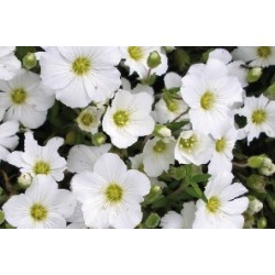 Arenaria C0.65L