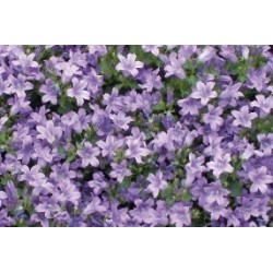 Campanula Muralis C0.65L