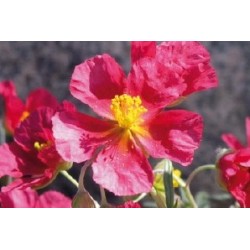 Helianthemum Rge C0.65L