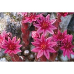 Sempervivum Arachnoideum...