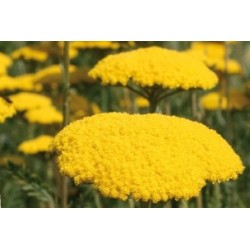 Achillea Filipendulina Jne...