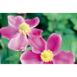 Anemone Japon C0.65L