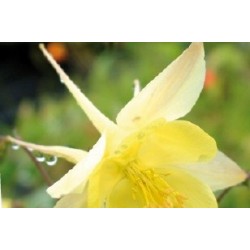 Aquilegia Jne C0.65L