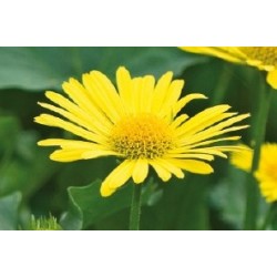 Doronicum C0.65L