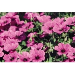 Geranium Riverslaianum C0.65L