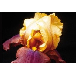 Iris Des Jardins Jne-Rouge...