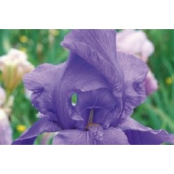 Iris Des Jardins Bl C0.65L