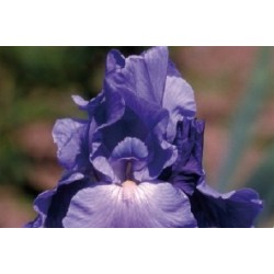 Iris Des Jardins Bl Fonce...