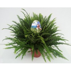 Nephrolepis exaltata 'green...