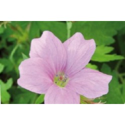 Geranium Oxonianum Rose C0.65L