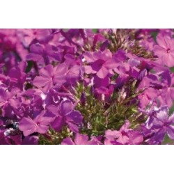 Phlox maculata rose c0.65l