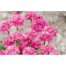 Armeria Maritima B6G8