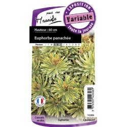 Euphorbia ascot rainbow c0.65l