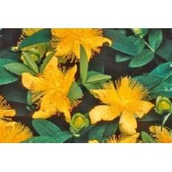 Hypericum C0.65L