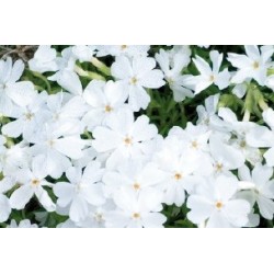 Phloxcous.blc c0.65l