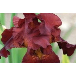 Iris des jardins brun fonce...