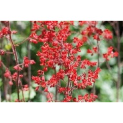 Heuchera Pluie Feu C0.65L