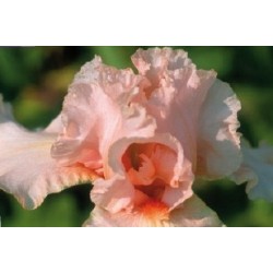 Iris Des Jardins Rose C0.65L
