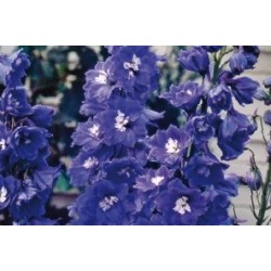 Delphinium Bl Fonce C0.65L