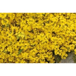 Alyssum Montanum C0.65L