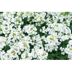 Arabis Caucasica C0.65L