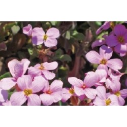 Arabidopsis Thaliana Rose...