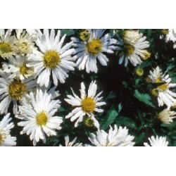 Aster Nain D Automne Blc...