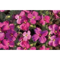 Aubrieta Rose C0.65L