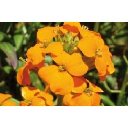 Giroflee Orange C0.65L