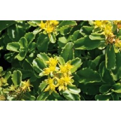 Sedum Kamtschaticum C0.65L