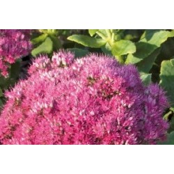 Sedum Spectabilis Rose C0.65L
