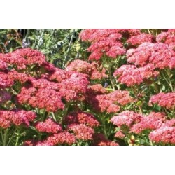Sedum Telephium Rge C0.65L