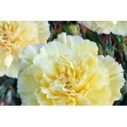 Dianthus Des Fleuristes Jne...