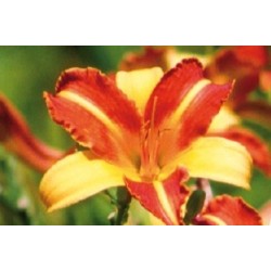 Hemerocallis Jne Rge C0.65L