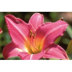 Hemerocallis Rose C0.65L
