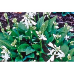 Hosta Royal C0.65L