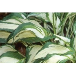 Hosta undula c0.65l