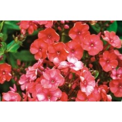 Phlox Paniculata Orange C0.65L